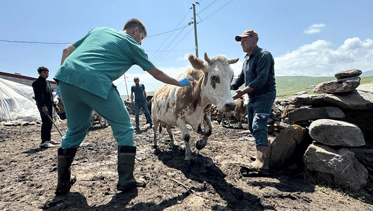Ardahan’da, şap hastalığıyla mücadele için ekipler seferber oldu