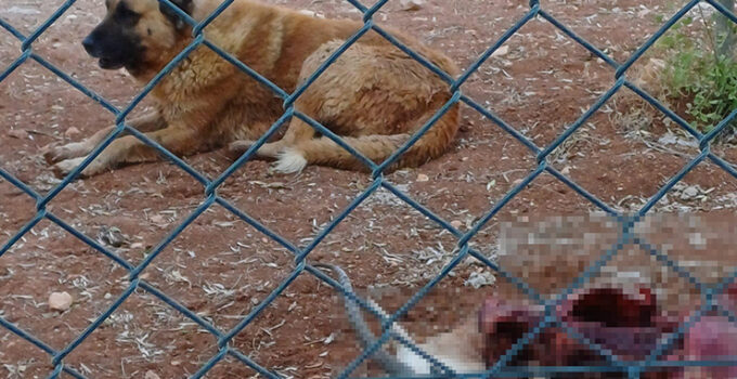 Başıboş köpekler, koruma altındaki 2 ceylanı öldürdü
