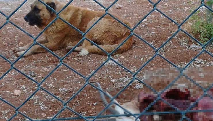 Başıboş köpekler, koruma altındaki 2 ceylanı öldürdü