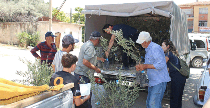Büyükşehir’den 19 ilçeye 40 bin zeytin fidanı desteği