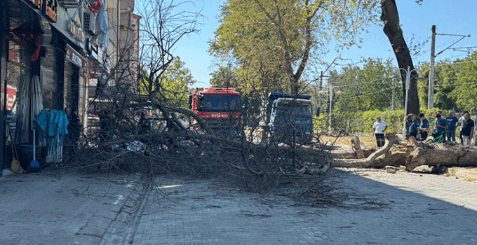 Asırlık çınar ağacı 4 katlı binanın üzerine devrildi, camlar kırıldı