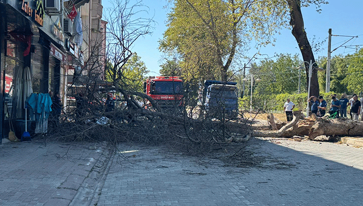 Asırlık çınar ağacı 4 katlı binanın üzerine devrildi, camlar kırıldı