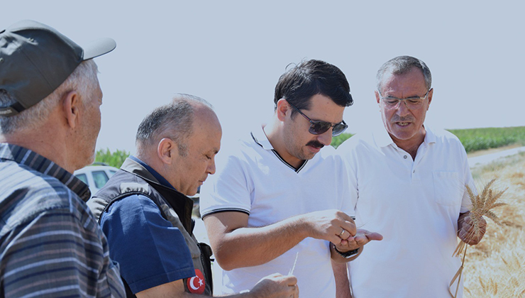 Karapınar’da sezonun son buğday hasadı yapıldı