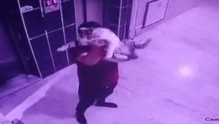 Kediyi yere fırlatan şüpheliye gözaltı