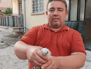 Konya’da apartmanda bulunan yavru doğan kuşu koruma altına alındı