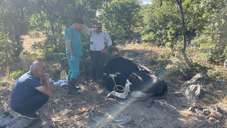 Konya’da kaybolan inek jandarma tarafından dron desteğiyle bulundu