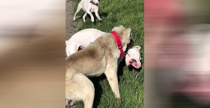 Köpeklerin dövüştürüldüğü video tepki topladı