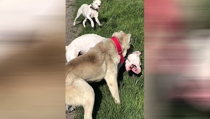 Köpeklerin dövüştürüldüğü video tepki topladı