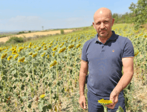 Kuraklık Trakya’yı vurdu: Ayçiçeğinde verim alarmı