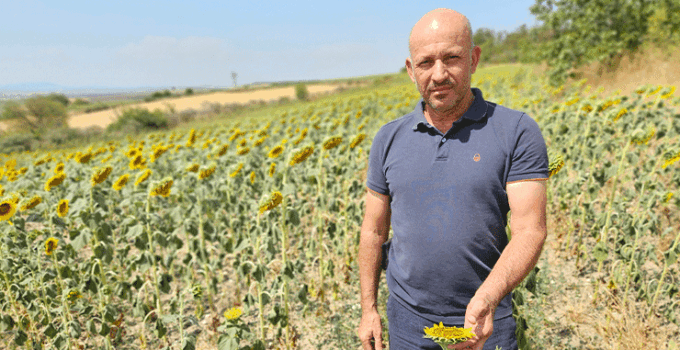 Kuraklık Trakya’yı vurdu: Ayçiçeğinde verim alarmı