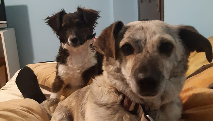 Sahipli köpeği öldüren sanığa 2,5 yıl hapis