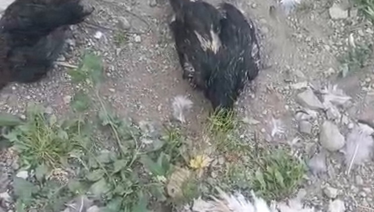 Yüksekova’da başıboş köpekler 21 hindi ve tavuğu telef etti