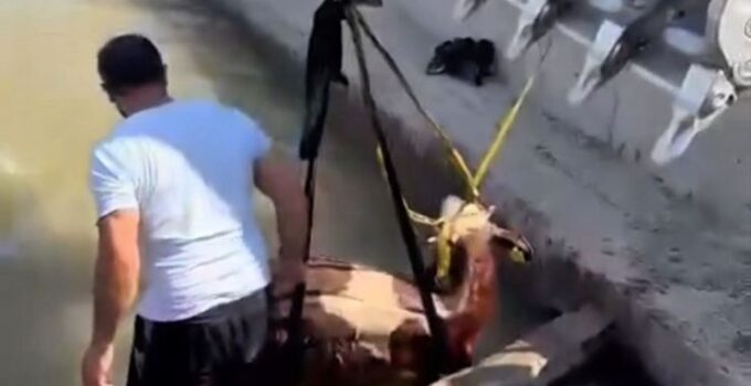Iğdır’da kanala düşen inek kepçe ile kurtarıldı