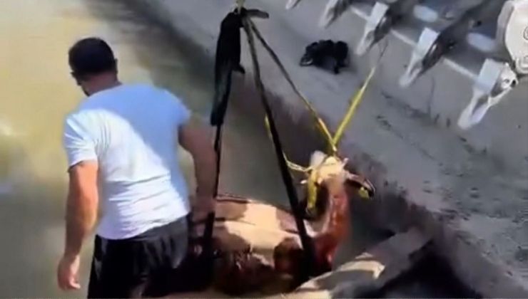 Iğdır’da kanala düşen inek kepçe ile kurtarıldı