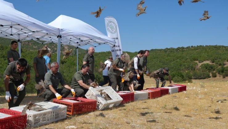 Kenelere karşı mücadele sürüyor: 1 milyona yakın keklik doğaya salındı