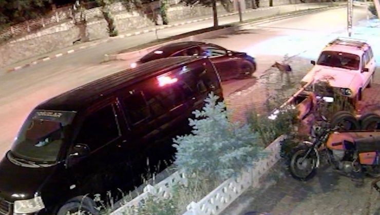 Köpeği önce aracıyla ezmeye çalıştı ardından tüfekle vurarak felç bıraktı