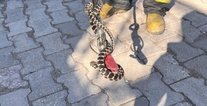 Konya’da evin bodrumuna giren yılan itfaiye ekibince yakalandı