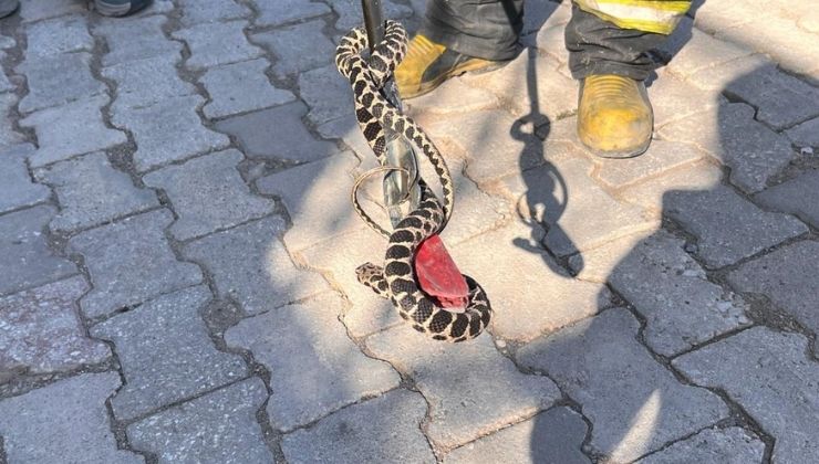 Konya’da evin bodrumuna giren yılan itfaiye ekibince yakalandı