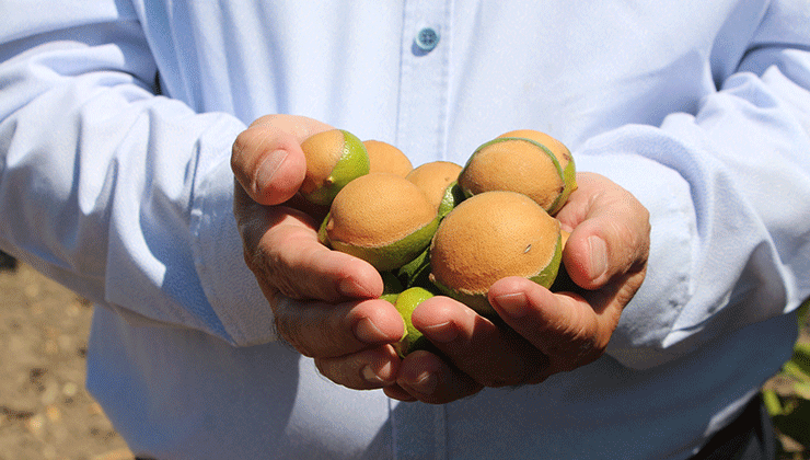 Adana’da aşırı sıcaklar ve poyraz limonu yaktı