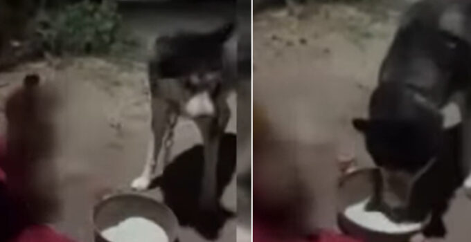 Bir şahıs köpeğine alkol içirdi! O anlar kamerada