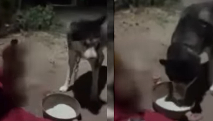 Bir şahıs köpeğine alkol içirdi! O anlar kamerada