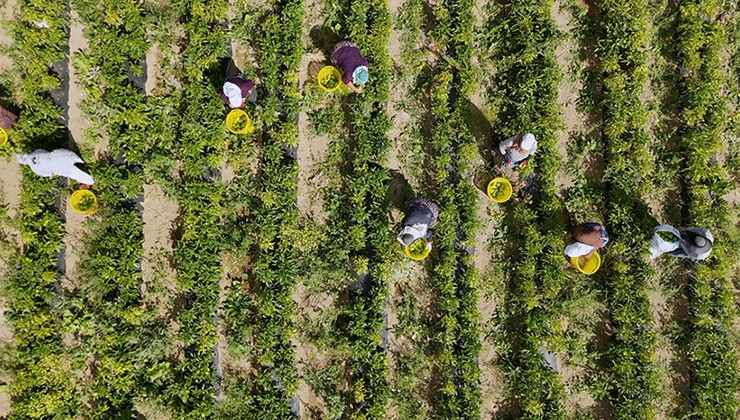 Çiftçilere 772 milyon 805 bin liralık destekleme ödemesi bugün yapılacak