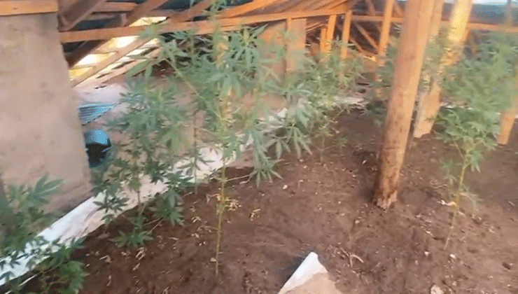Evin çatısına kenevir ekti