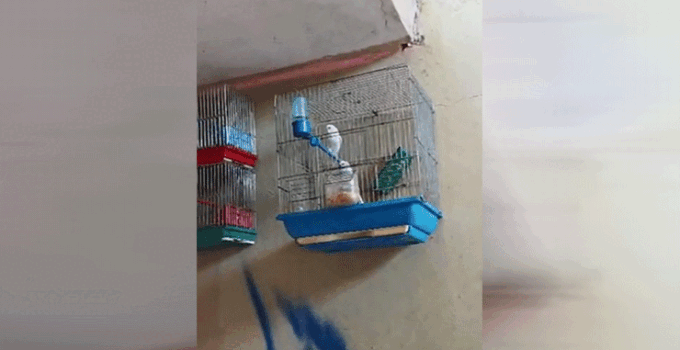 Evinde saka kuşu bulunan şahsa 151 bin 200 lira para cezası