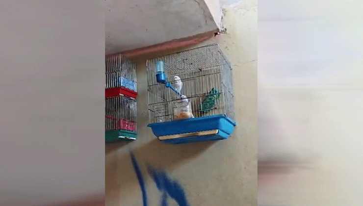 Evinde saka kuşu bulunan şahsa 151 bin 200 lira para cezası