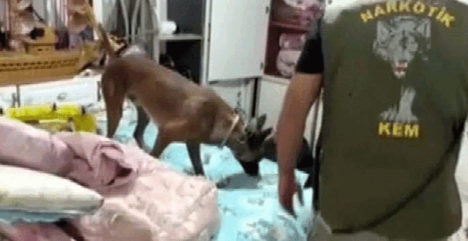 Gaziantep’te 7 kilo skunk ele geçirildi; 1 tutuklama