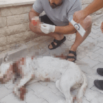Hamile köpeği tüfekle vuran cani tutuklandı
