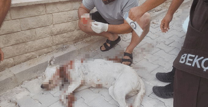 Hamile köpeği tüfekle vuran cani tutuklandı