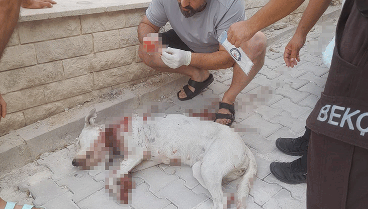 Hamile köpeği tüfekle vuran cani tutuklandı