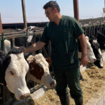 Karapınar’da büyükbaş hayvanlar aşılanıyor