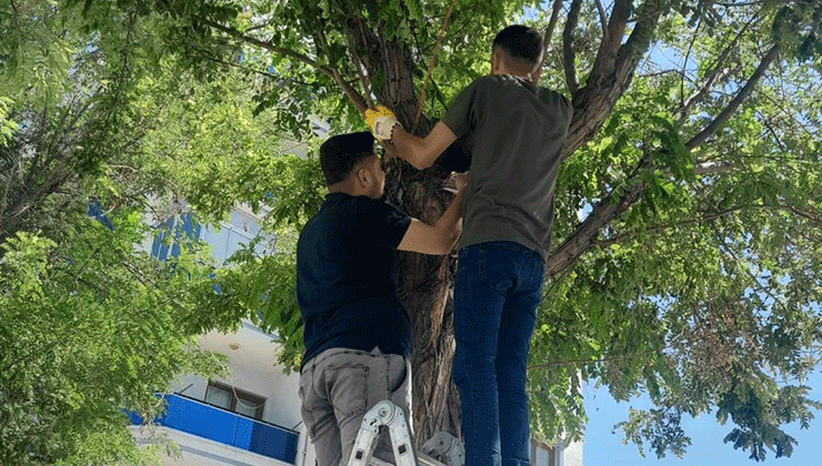 Karapınar’da esnafın kedi seferberliği