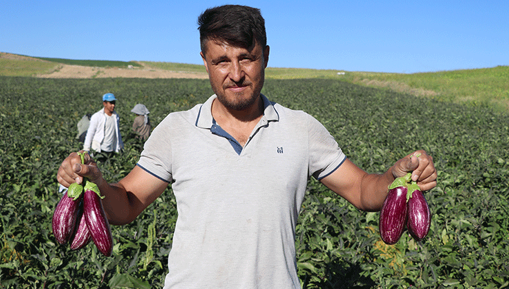 Kayseri’nin coğrafi işaretli Yamula patlıcanında hasat başladı