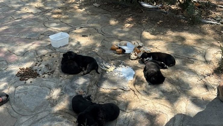 Kedi ve köpekleri zehirlediği etleri çocuklara dağıttırmış