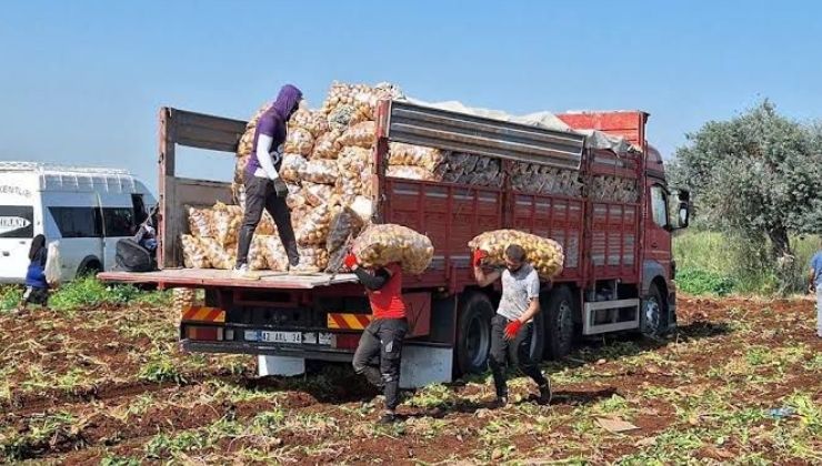 Konya’da ücretsiz patates dağıtımı gerçekleşecek