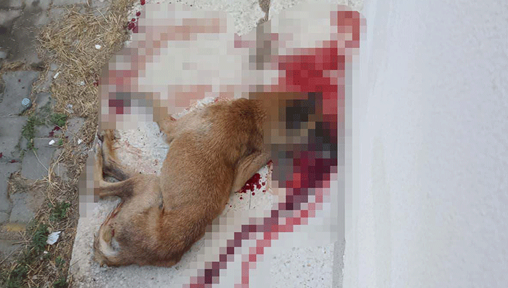 Polis, kendisine saldırdığını iddia ettiği sokak köpeğini tabancayla öldürdü