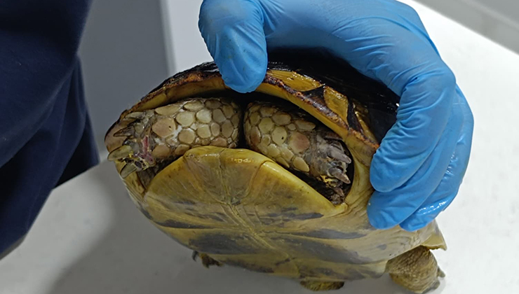 Yangında kurtarılan kaplumbağa, travma nedeniyle kabuğundan çıkmıyor