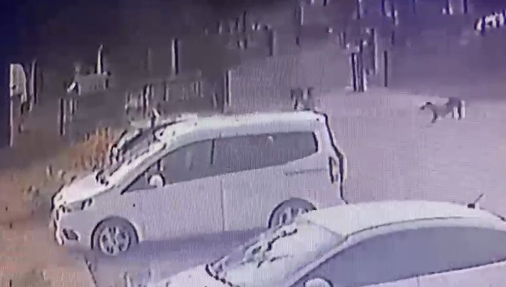 3 yaşındaki çocuğu köpekler kovaladı, o anlar kamerada