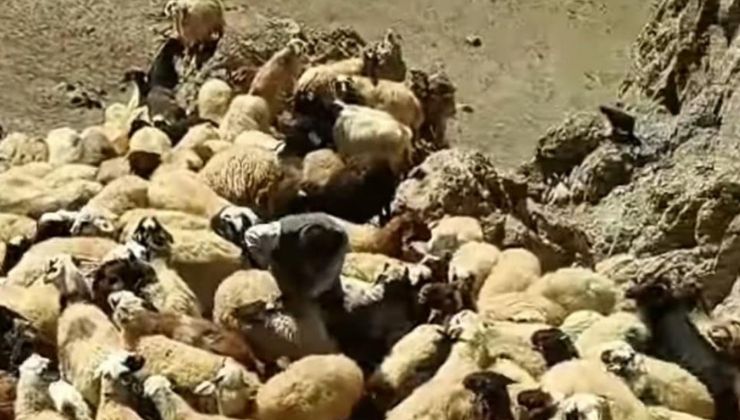 Başkale’de kurt saldırısı: Onlarca koyun telef oldu