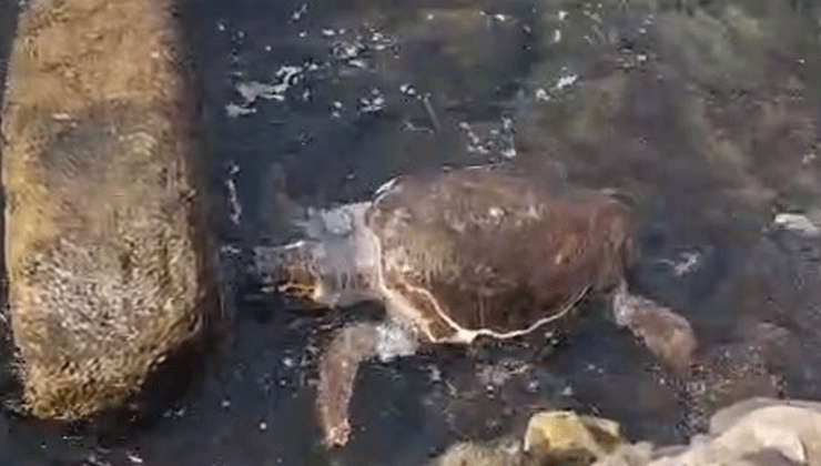 Çanakkale’de sahile ölü caretta caretta vurdu