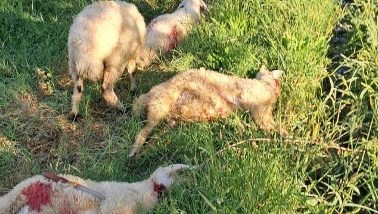 Erzincan’da başıboş sokak köpekleri 6 kuzuyu telef etti