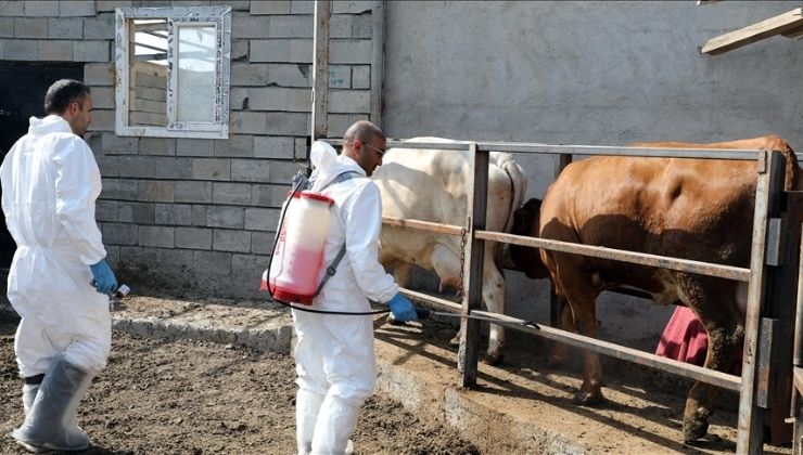 Iğdır’da şap hastalığıyla yapılan etkin mücadele üreticiyi mutlu etti