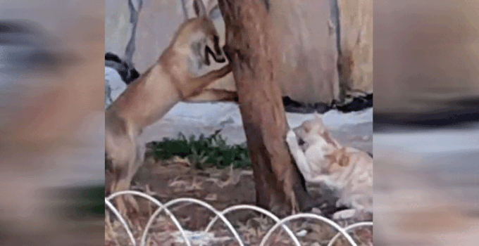 Kedisi ile tilkinin oyunu yüzleri güldürdü: O anlar kamerada