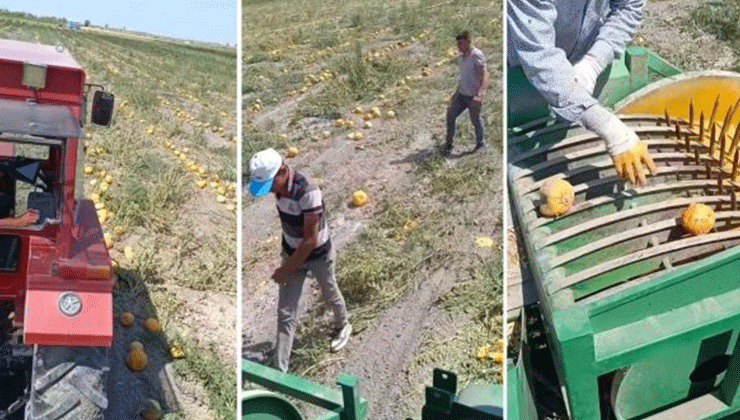 Konya’da bu ürünün hasadı şu an yapılıyor