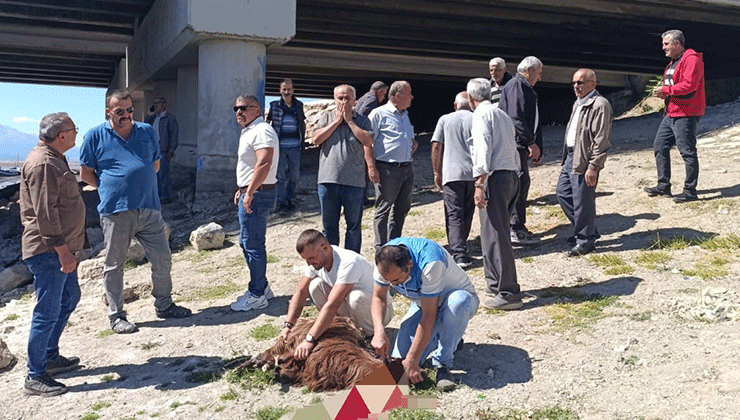 Konya’da kurumaya yüz tutan gölde kurban kestiler