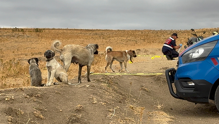 Köpekler, öldürülen sahibinin yanından ayrılmadı