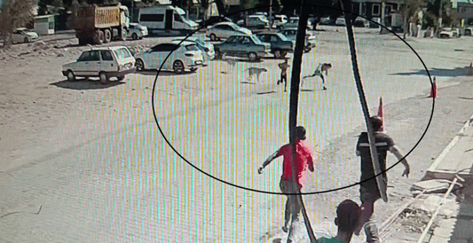Köpeklerden kaçarken yere yığılan çocukların yardımına vatandaşlar yetişti
